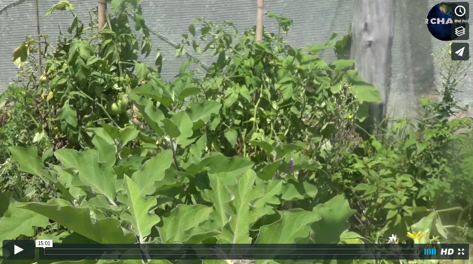 inthegreenhousewithlukeboshier