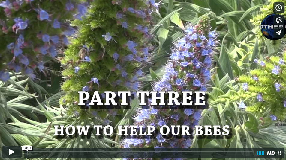 wildbeesinsapartthree