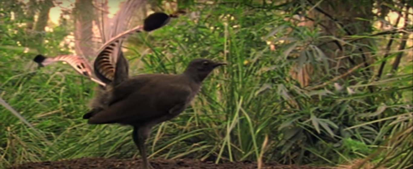 lyrebird image